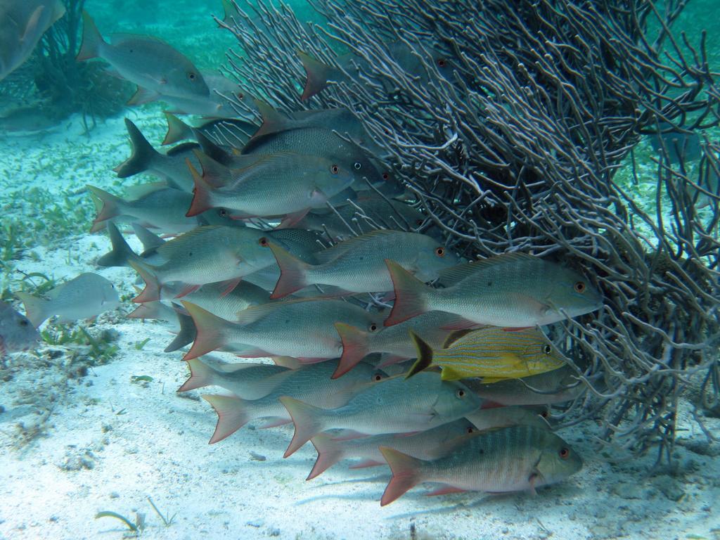 Caye Reef Condos キー・カーカー エクステリア 写真