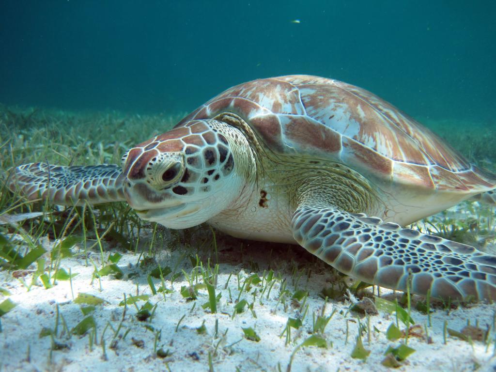 Caye Reef Condos キー・カーカー エクステリア 写真